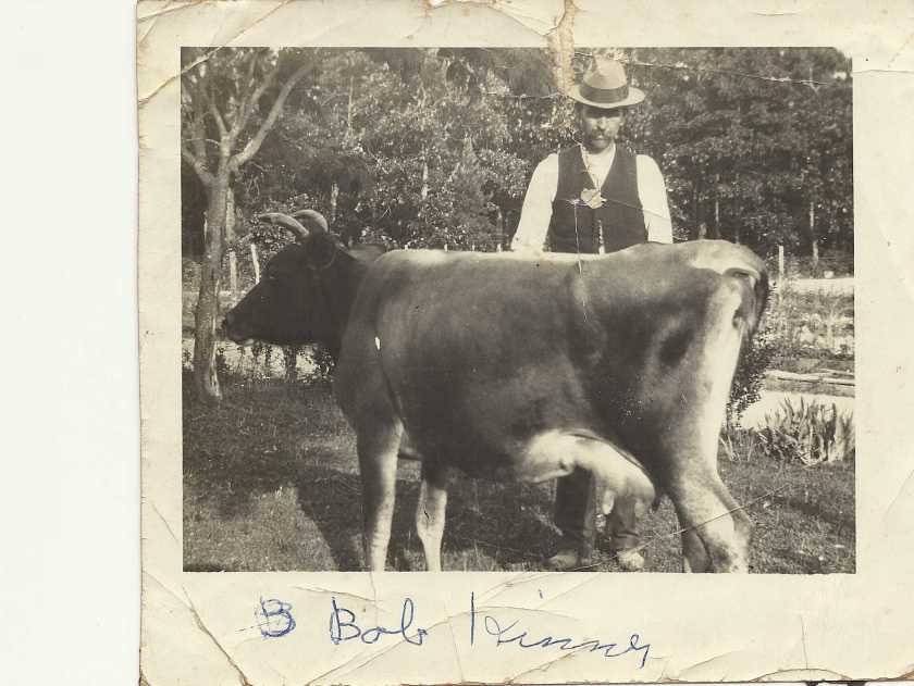 Bob Kinney and the cow