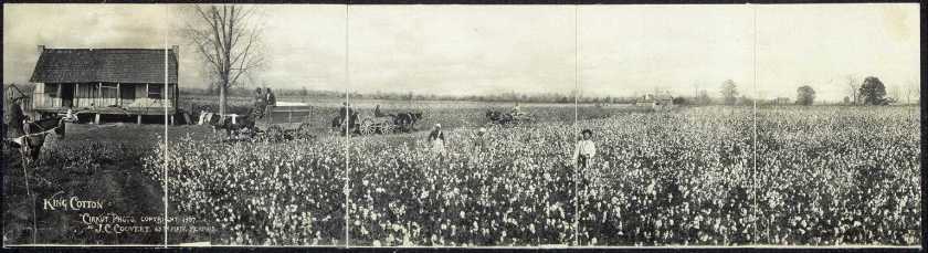 Cotton Farming